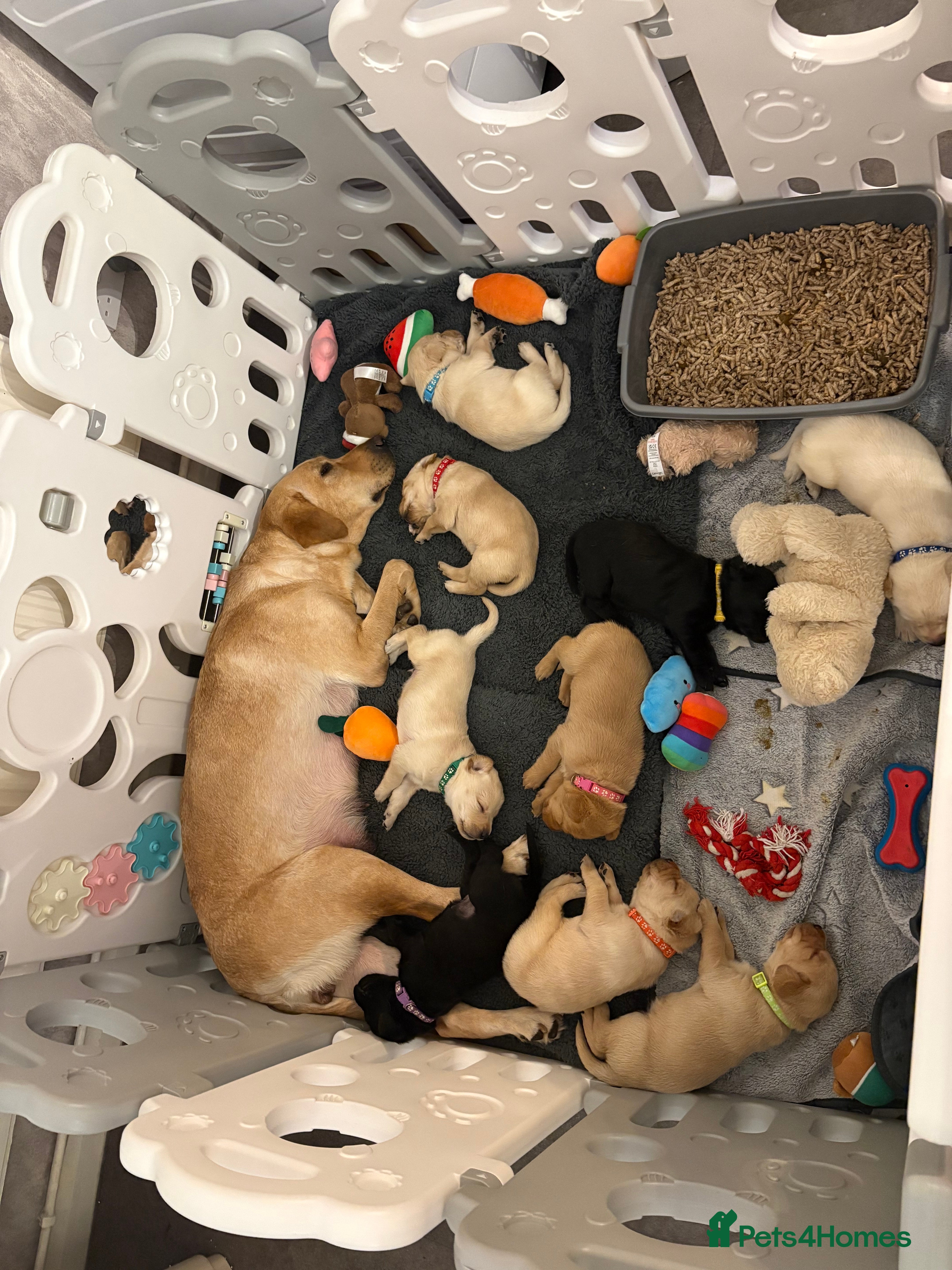 Labrador Retriever dogs Labrador Retriever Puppies for Sale 🐾 - Advert 14