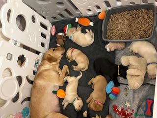 Labrador Retriever dogs Labrador Retriever Puppies for Sale 🐾 - Advert 14