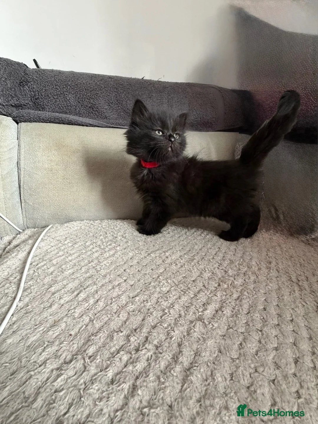 Mixed Breed cats for sale: 2 female kittens  - Advert 6