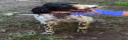 English Setter dogs for adoption: Beltza - Advert 4
