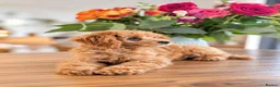 Cockapoo dogs for sale: 1 female Cockerpoo fully vaccinated  - Advert 7