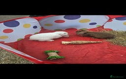 French Lop rabbits for sale: 2 female French lop rabbits and brand new hutch - Image 1
