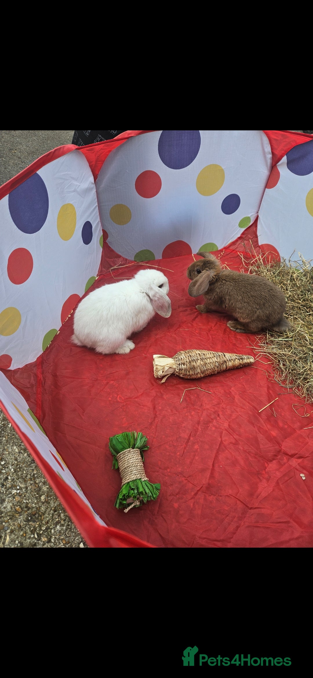 French Lop rabbits for sale: 2 female French lop rabbits and brand new hutch - Image 1