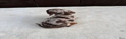 Miniature Dachshund dogs for sale: Dachshund puppies 2 boys 1 girl  - Advert 25