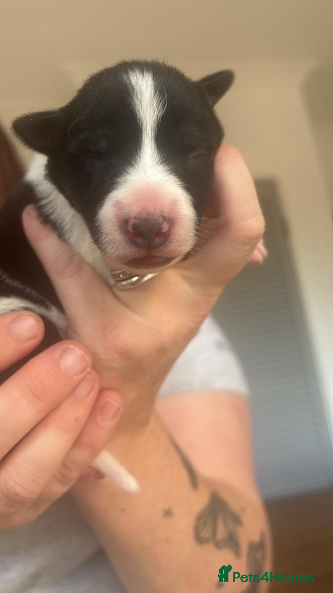Border Collie dogs for sale: ✨ 6 beautifully marked border collie puppies ✨ - Advert 9