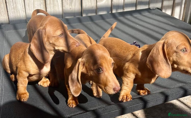 Miniature Dachshund dogs - Advert 5