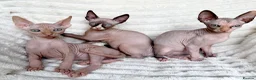 Sphynx cats for sale: Canadian Sphynx Kittens  - Advert 22