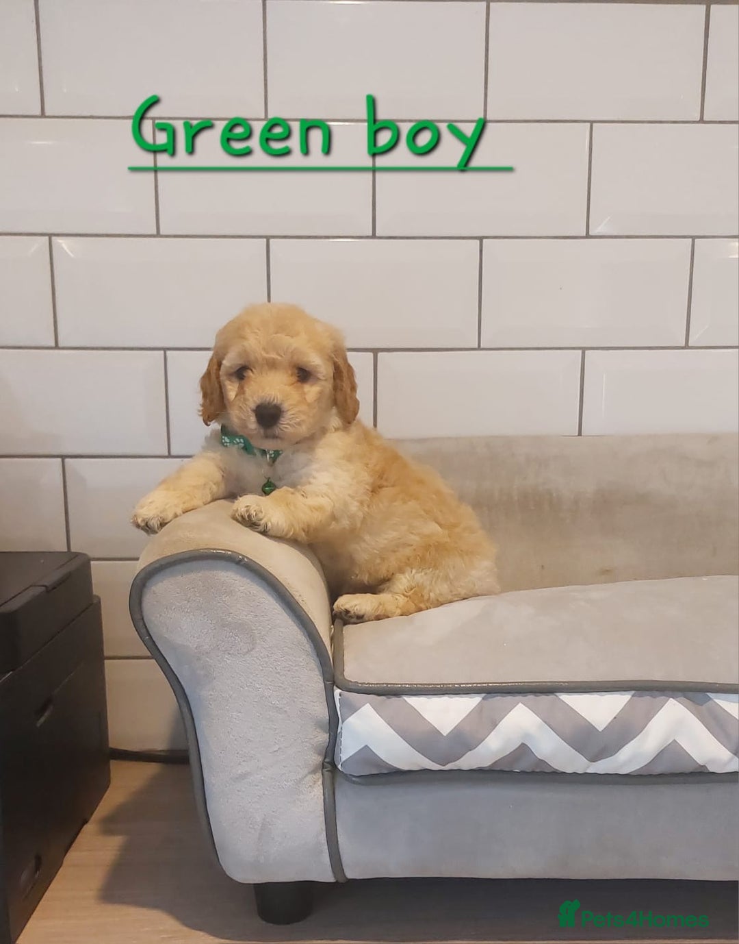 Poochon dogs for sale: Poochon puppies 🥰 - Image 15