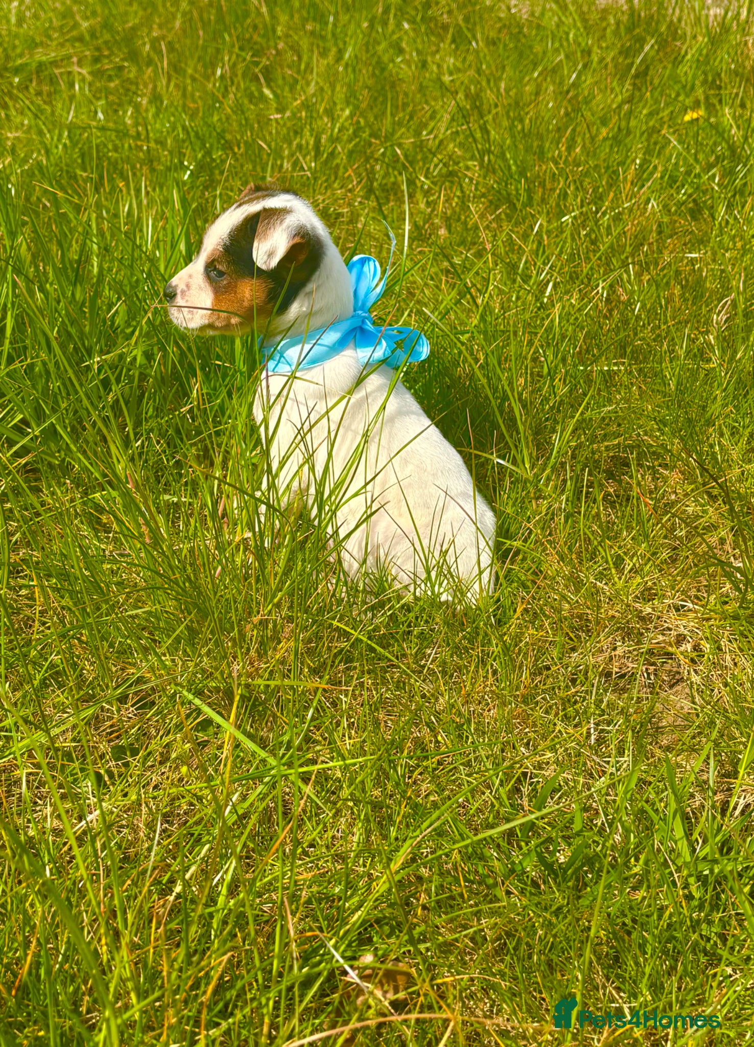Mixed Breed dogs One Beautiful parson jack Russells remaining - Advert 13