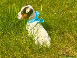Mixed Breed dogs One Beautiful parson jack Russells remaining - Advert 13