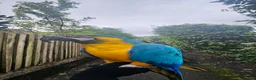 Macaws birds for sale: Stunning Blue and Gold macaw for sale in Bolton - Advert 6
