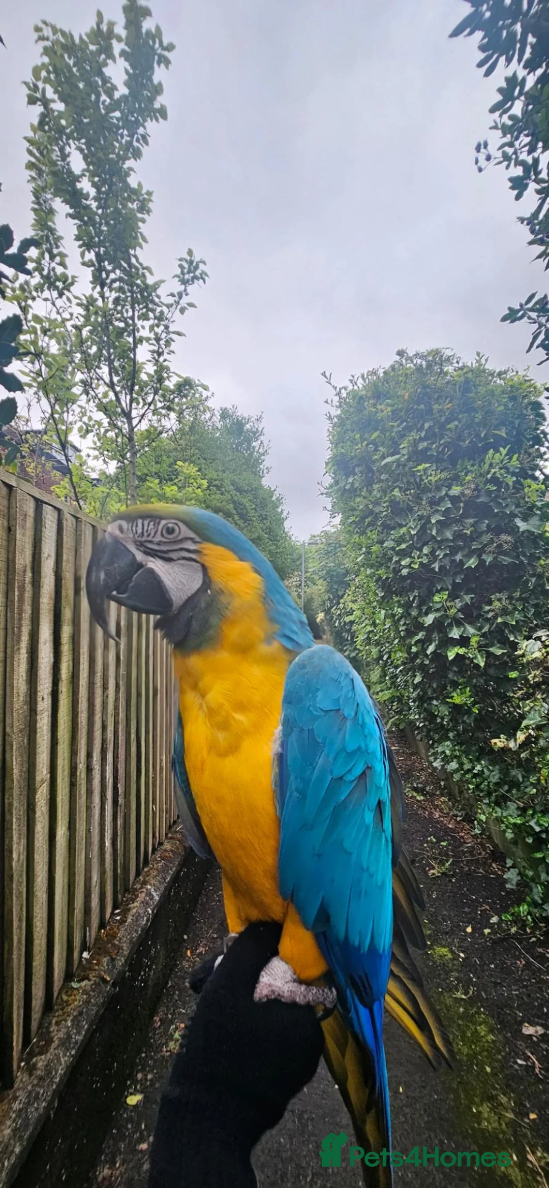 Macaws birds for sale: Stunning Blue and Gold macaw for sale in Bolton - Advert 6