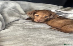 Miniature Dachshund dogs for sale: Miniature longhair dachshunds health test parents  - Image 9