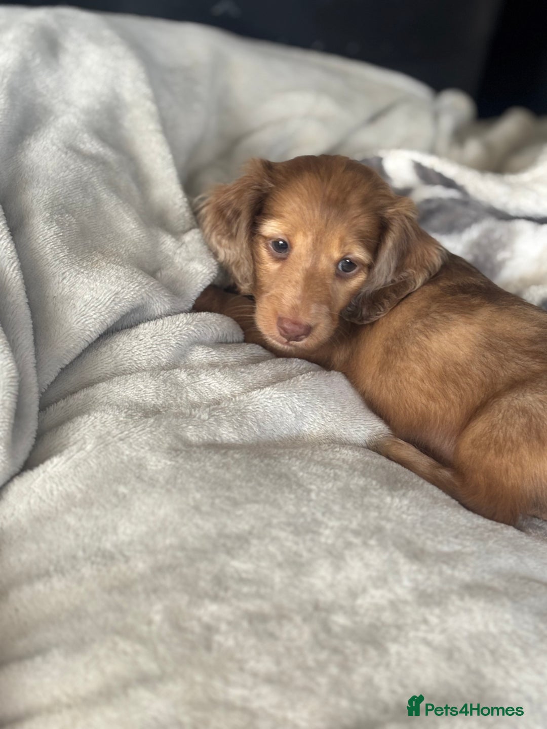 Miniature Dachshund dogs for sale: Miniature longhair dachshunds health test parents  - Image 9