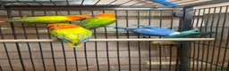 Lovebirds birds for sale: Lovebirds - Advert 6