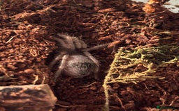 Spiders invertebrates for sale: Goliath bird eater  - Advert 3