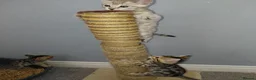 Bengal cats for sale: Pure Bengal kittens for sale - Advert 14