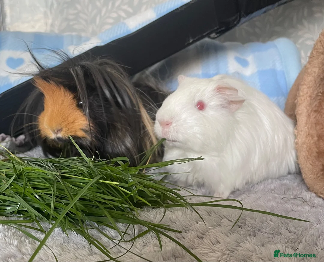 Guinea Pig rodents for sale: 2 male guinea pigs in York - Advert 1
