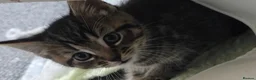 Mixed Breed cats for sale: 4 kittens - Advert 5