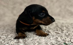 Dachshund dogs for sale: Sausage dachshund puppies  - Image 11