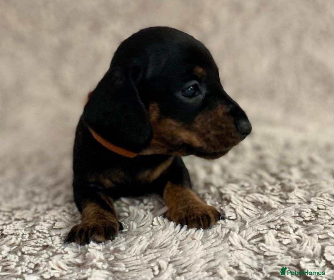 Dachshund dogs for sale: Sausage dachshund puppies  - Image 11