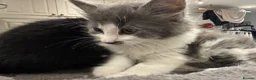 British Shorthair cats for sale: Adorable bland and grey kittens in Glasgow - Advert 6