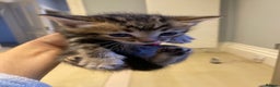 Bengal cats for sale: BEAUTIFUL BENGAL CROSS KITTENS-TWO GIRLS LEFT  - Advert 20