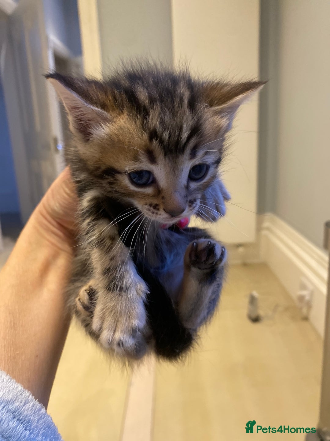 Bengal cats for sale: BEAUTIFUL BENGAL CROSS KITTENS-TWO GIRLS LEFT  - Advert 20