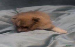 Shetland Sheepdog dogs for sale: Sheltie Puppies - Advert 4