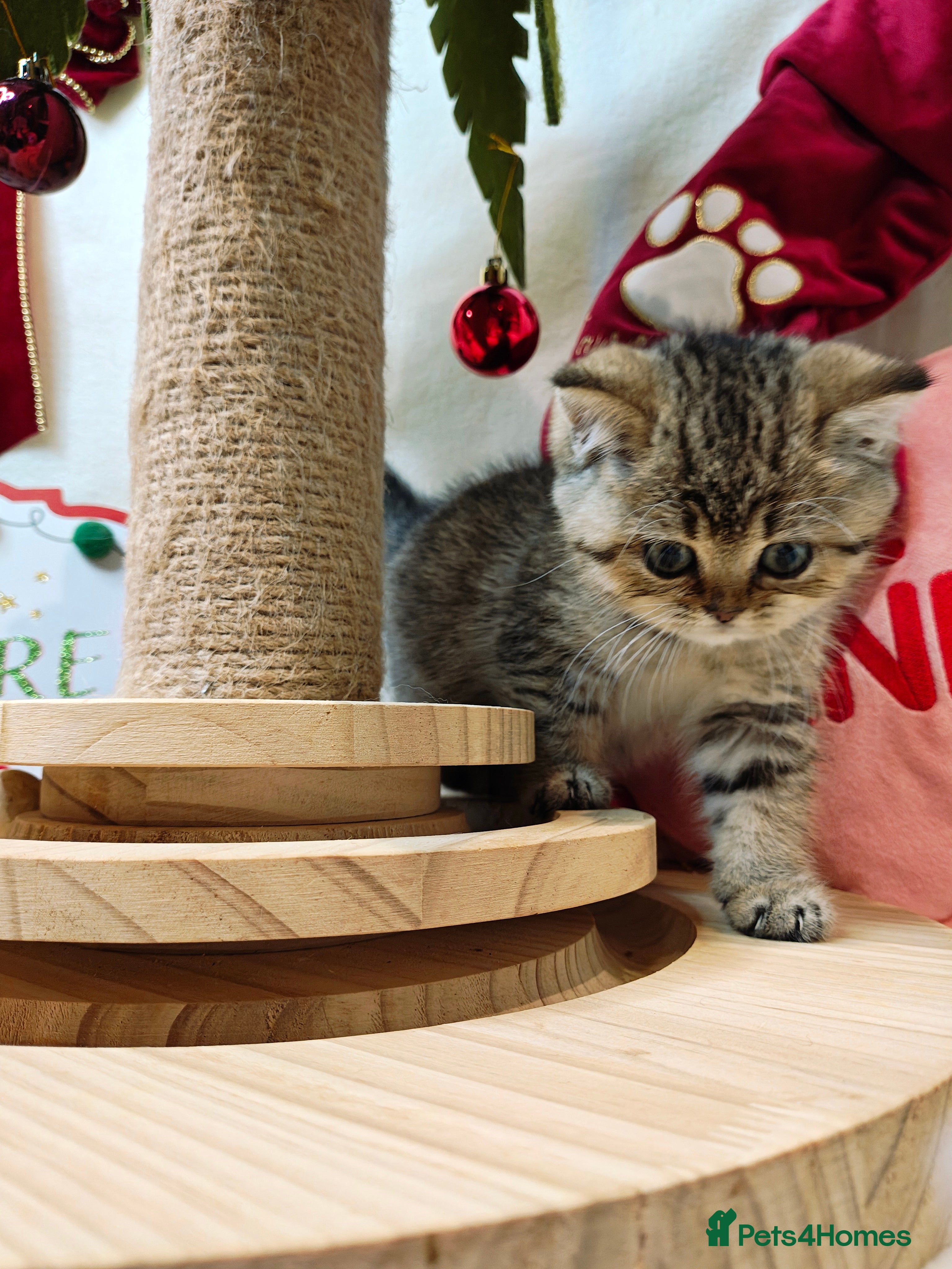 British Shorthair cats Blue, chocolate golden girls  - Advert 8