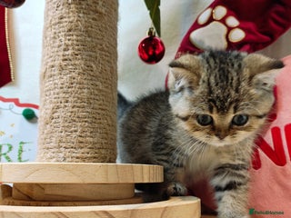 British Shorthair cats Blue, chocolate golden girls - Advert 8