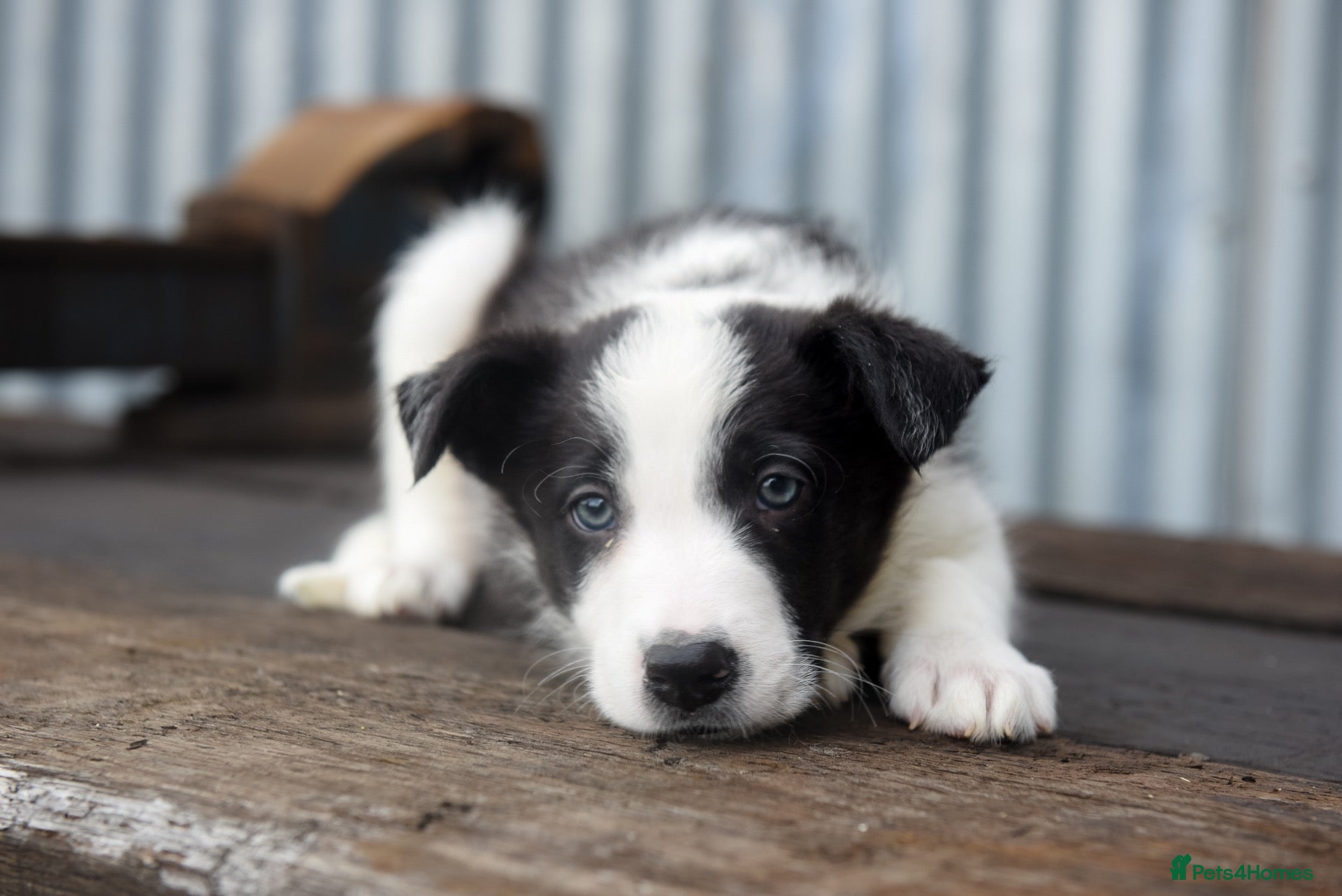 Border Collie dogs Stunning Blue & white / black & white pups - Advert 2
