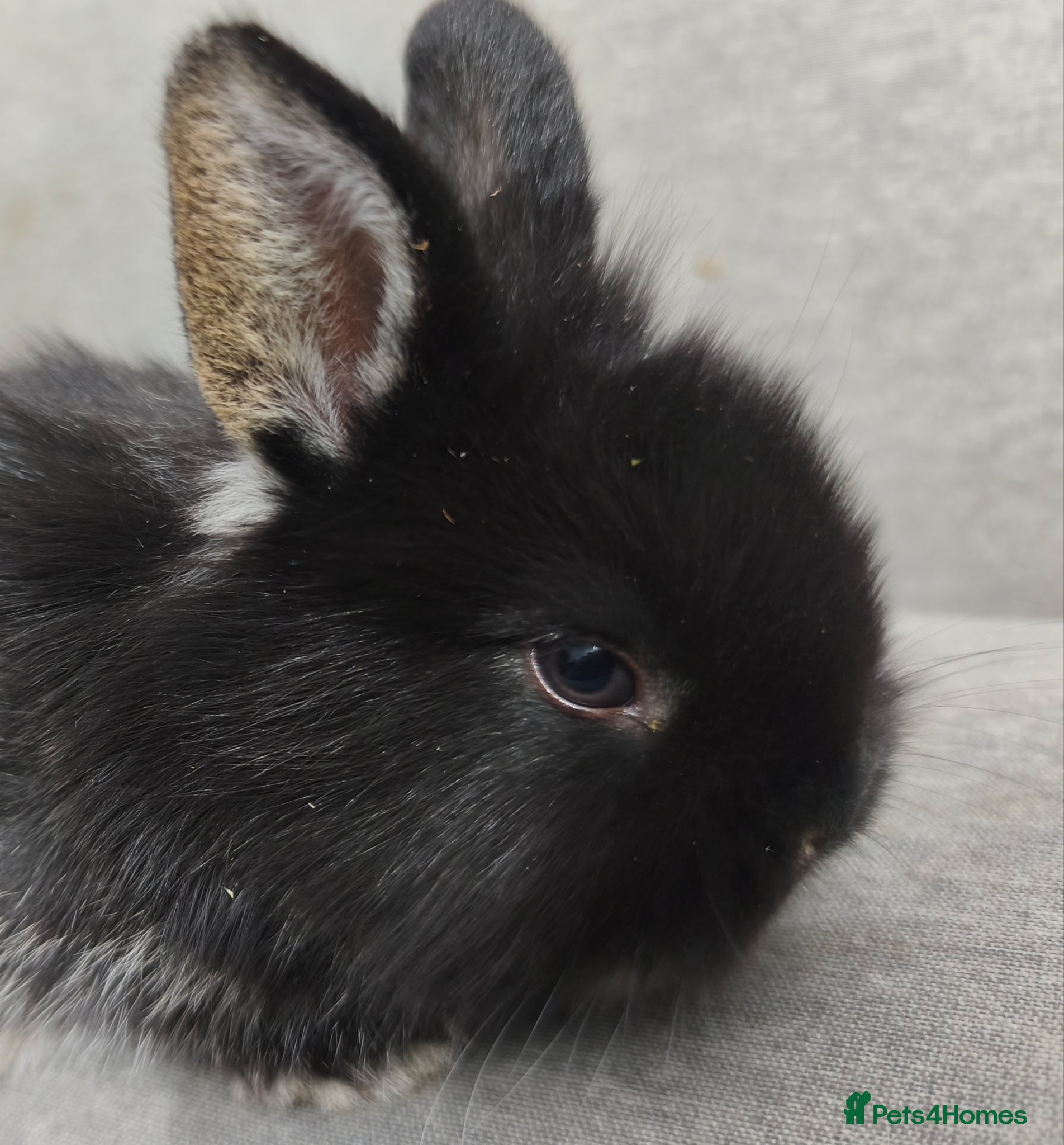 Mini Lop rabbits for sale: Rare Mini Lion Lop Babies for Sale  - Advert 6