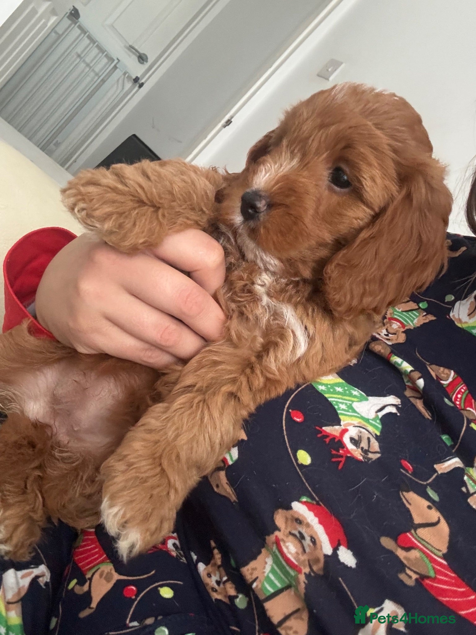 Cockapoo dogs F1 Cockapoo puppies health tested parents - Advert 2