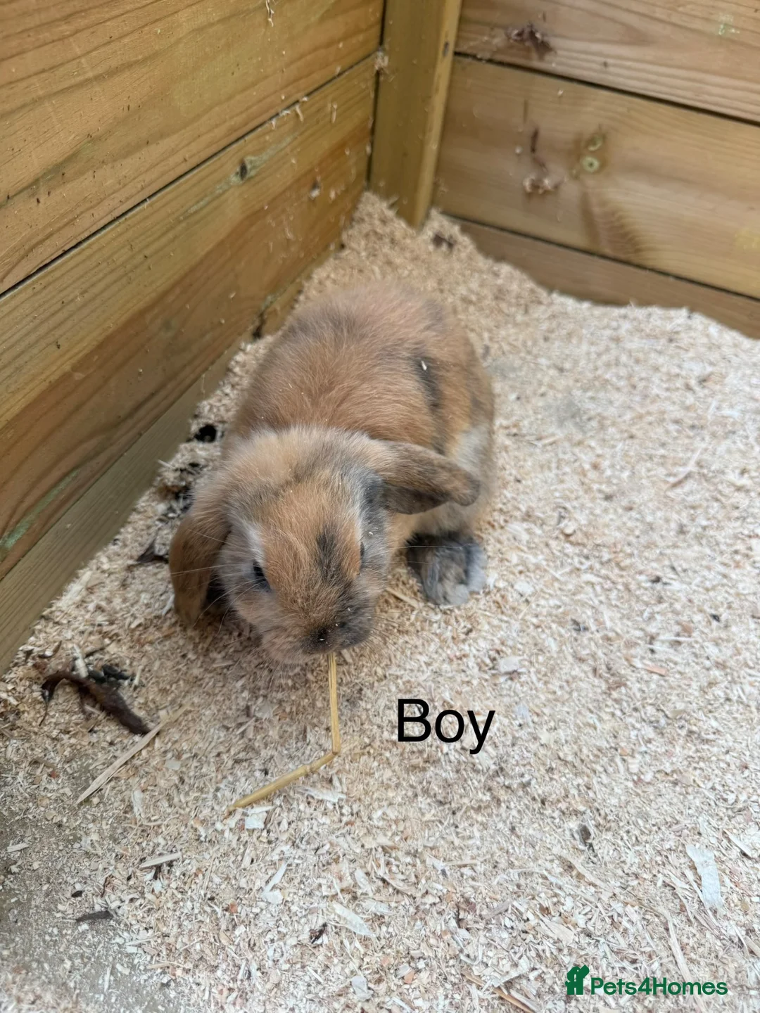 Mini Lop rabbits for sale: Mini lop babies - Advert 2