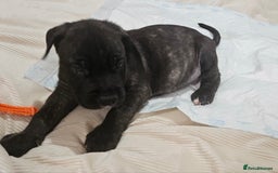 Cane Corso dogs for sale: Cane corsos  puppies  - Image 11