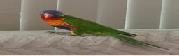 Lories birds for sale: FOR SALE - Advert 2
