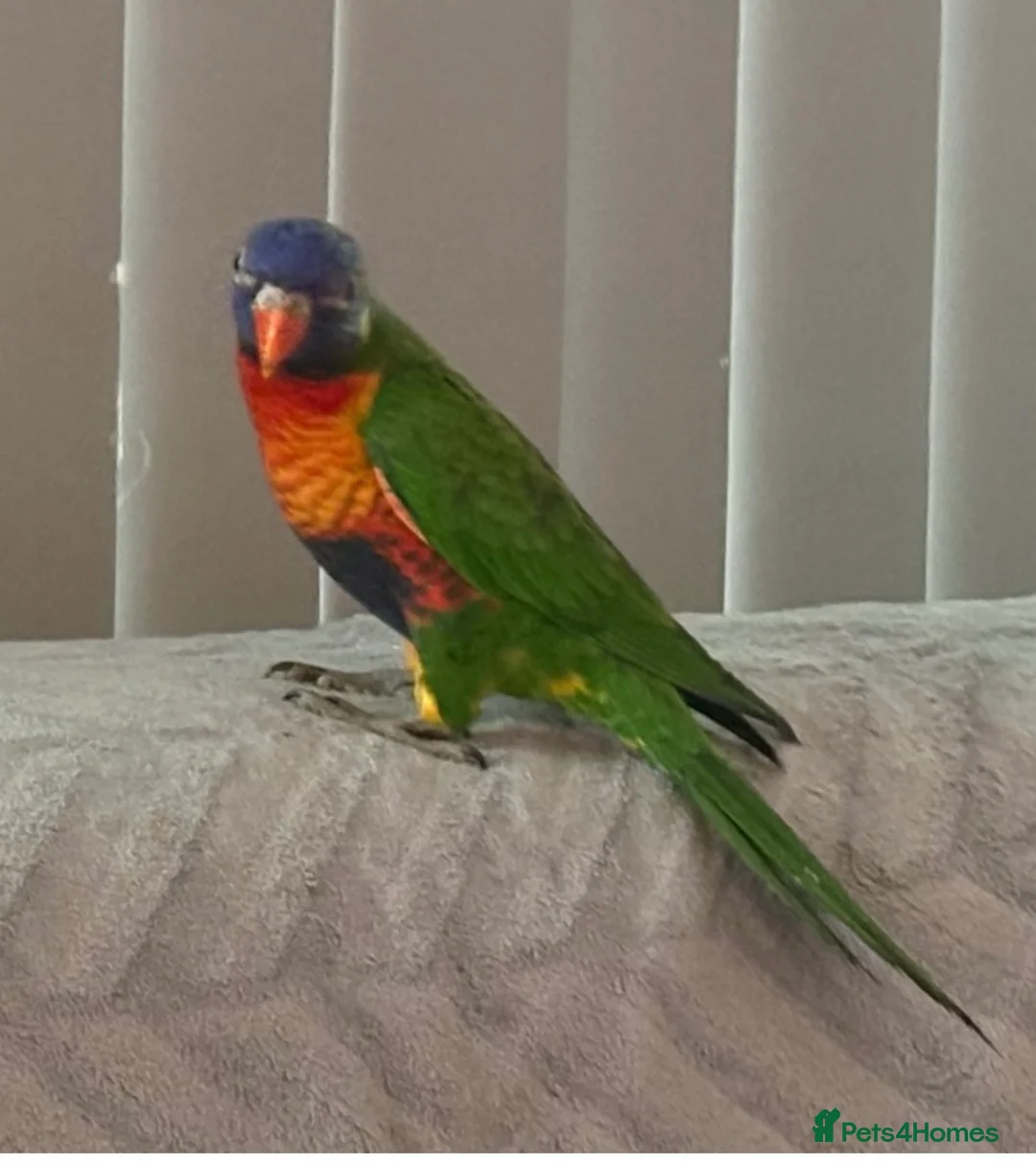 Lories birds for sale: FOR SALE - Advert 2