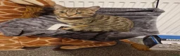 Bengal cats for sale: Two adult Bengals looking for a loving home  - Advert 3