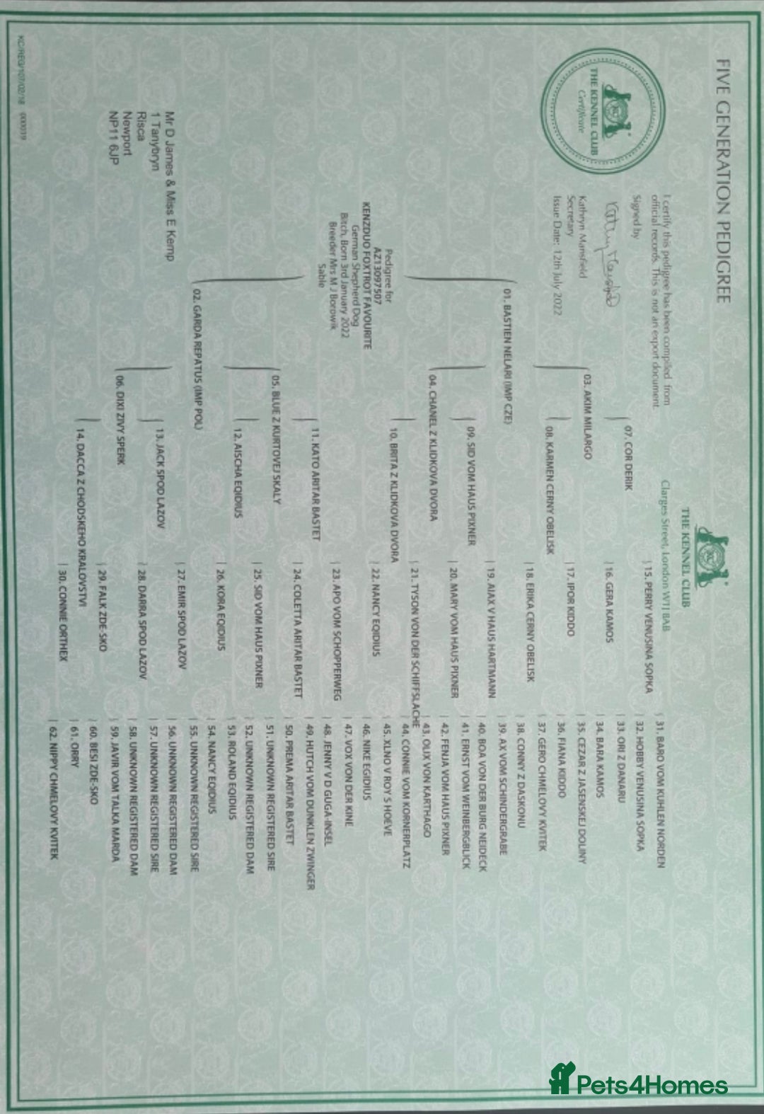 German Shepherd dogs for sale: Working line GSD pups  - Advert 12