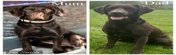 Cockerdor dogs for sale: labrador/ cockerdor Puppies  - Advert 1