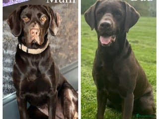 Cockerdor dogs - Advert 1