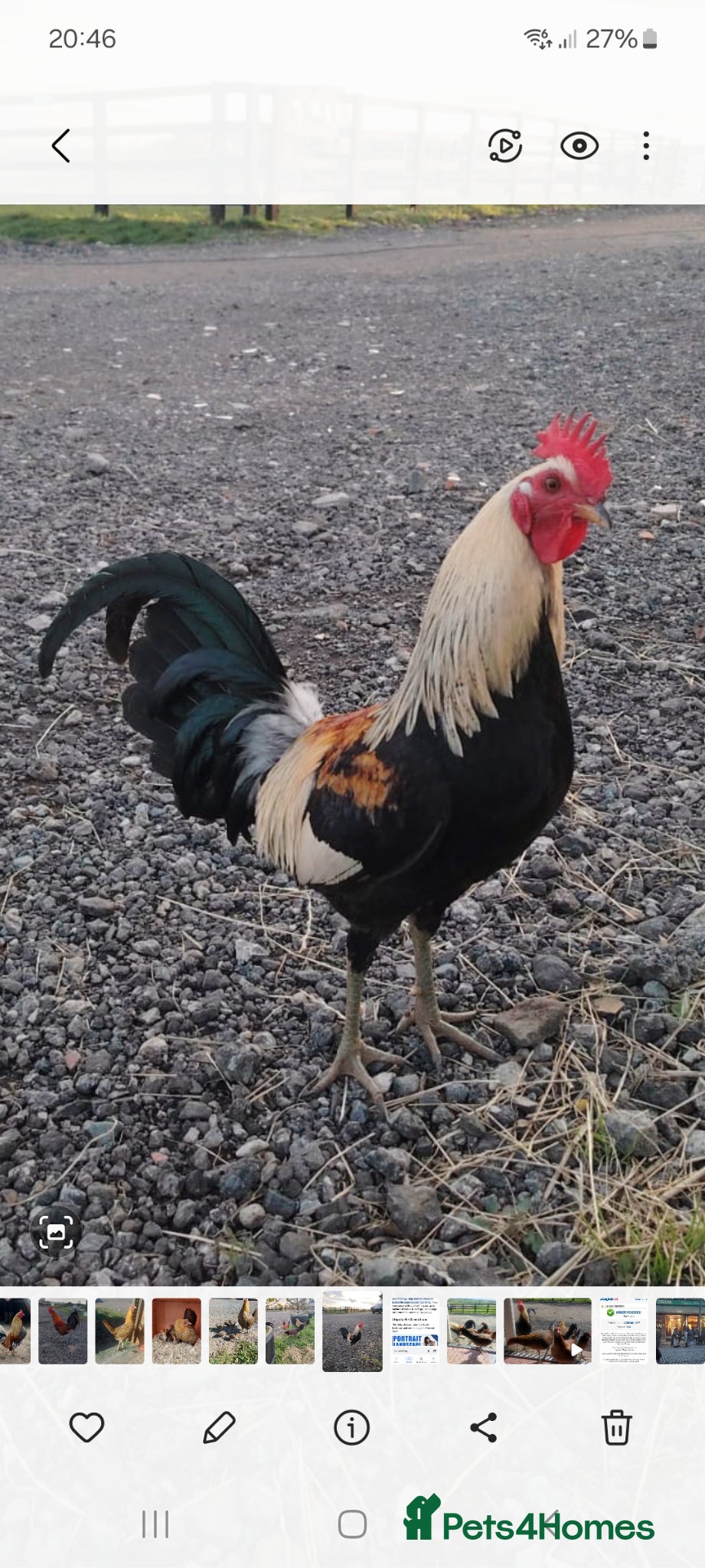 Chickens poultry for sale: American Game bird chicks - Advert 3
