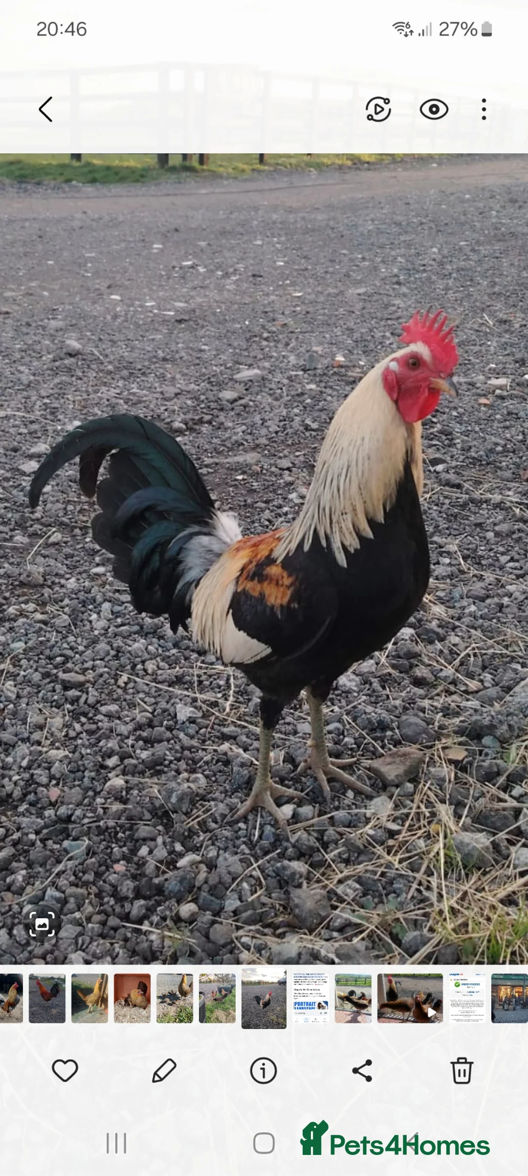 Chickens poultry for sale: American Game Bird Juveniles and chicks chickens - Advert 2