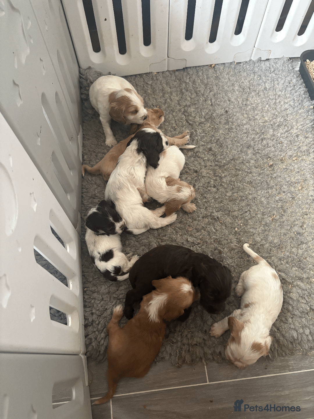 Cocker Spaniel dogs for sale: KC Show Type Cocker Spaniel Pups - Family Home  - Image 23
