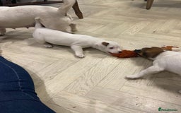 Jack Russell dogs for sale: Two girl puppies available  - Image 7