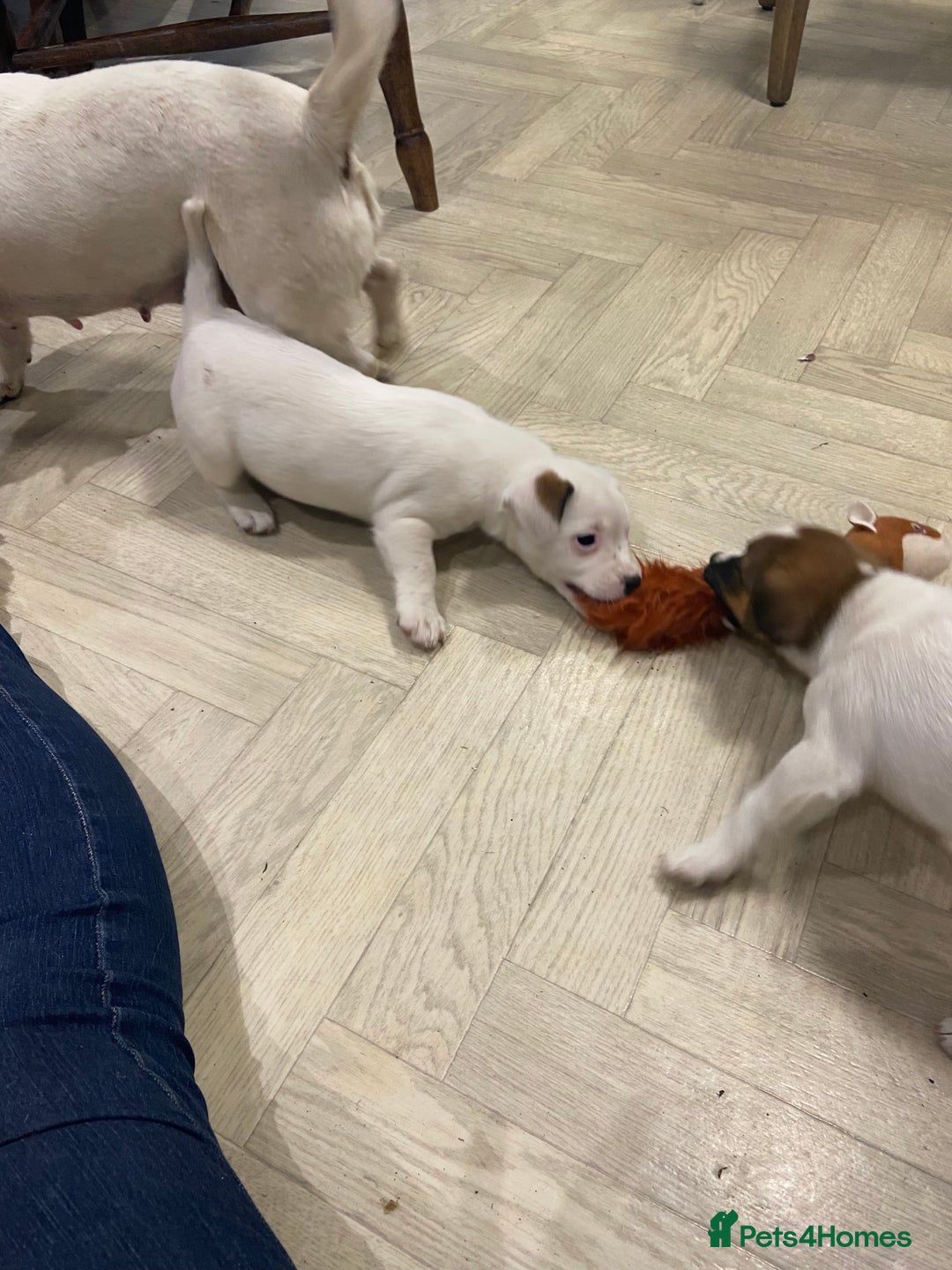 Jack Russell dogs for sale: Two girl puppies available  - Image 7