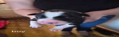 Border Collie 2