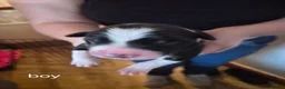 Border Collie dogs for sale: Ruby and Ace are the parents of 9 beautiful pups in Rotherham - Advert 9
