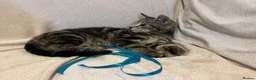 Mixed Breed cats for sale: Gorgeous kitten looking for a loving home  - Advert 5
